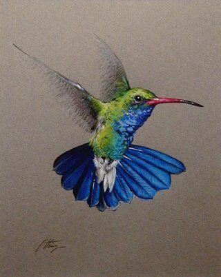 320x402 Pencil drawings of hummingbirds Southwest Plant And Wildlife