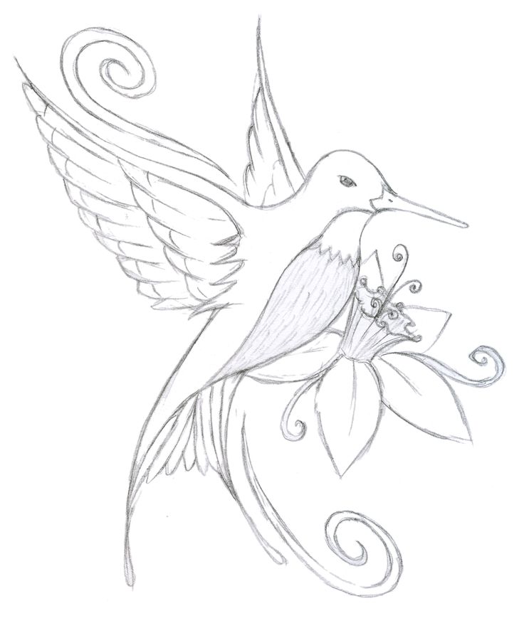 736x876 The 23 Best Hummingbird Outline Tattoo Images