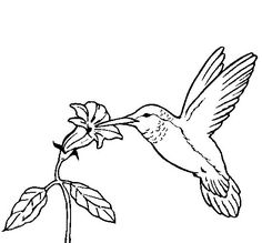 236x219 Hummingbird Outline Drawings