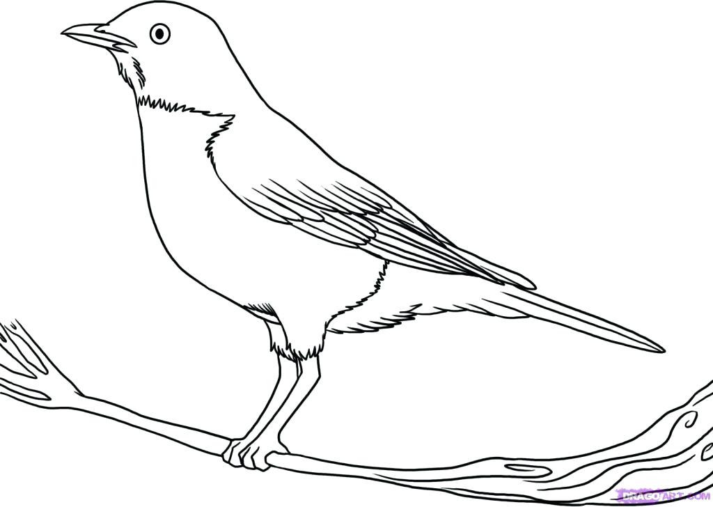 1024x728 Bird Outline Drawing Fascinating Bird Outline Drawing Of A Sketch
