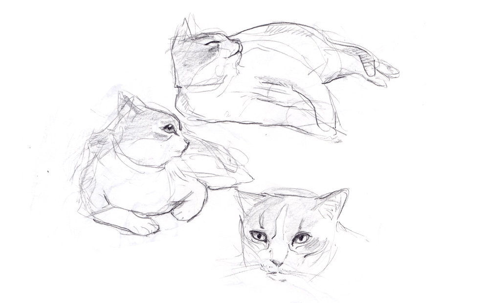 1000x620 Camp Amp Draw Sketching Animals From Life Expedition Art