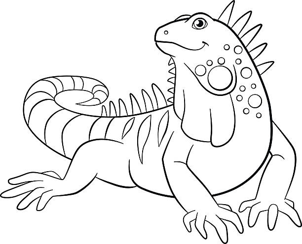 612x496 Green Iguana Clipart Black And White