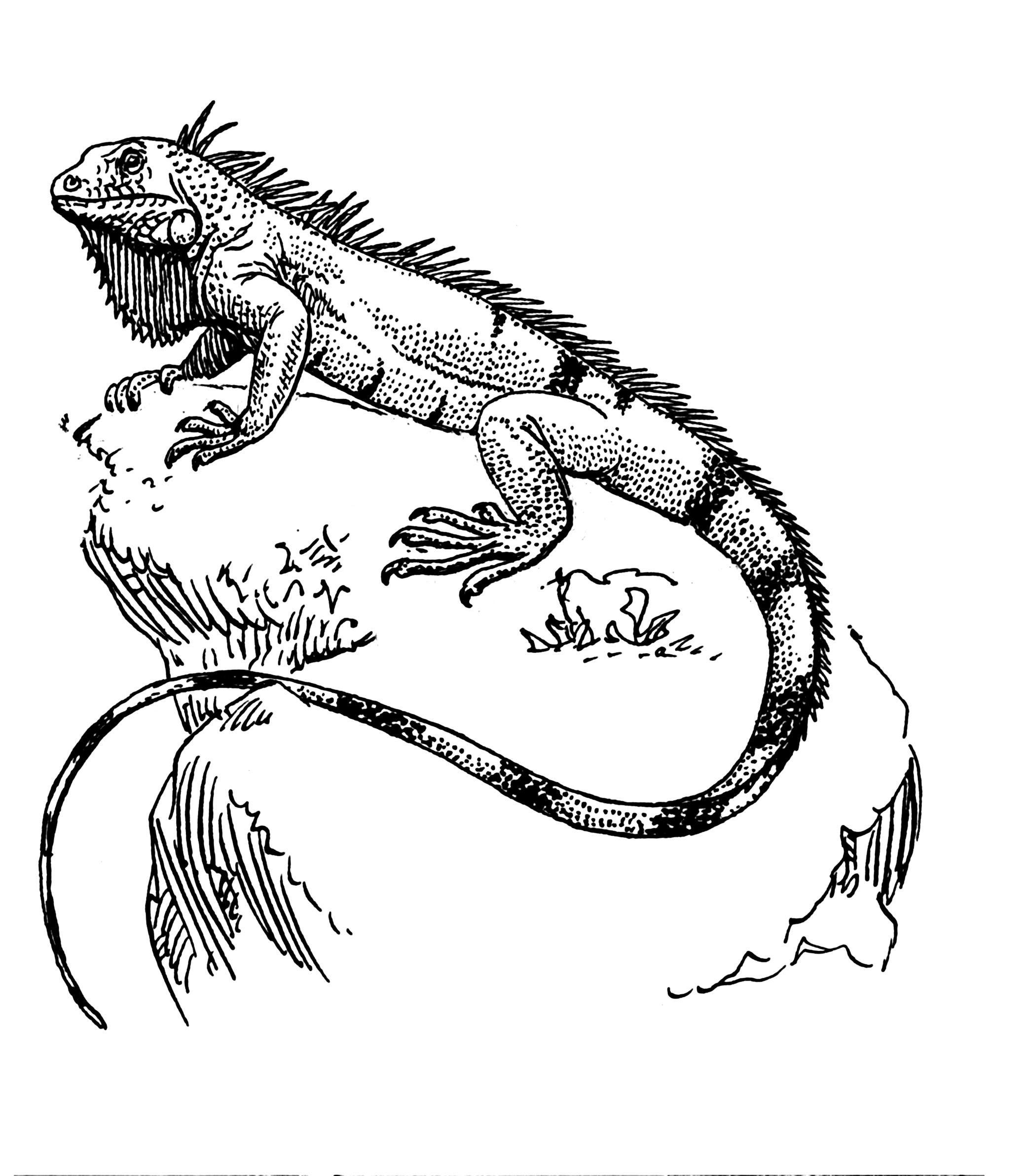 2086x2384 Beauteous Iguana Drawing To Draw A Cartoon Coloring Page 2019