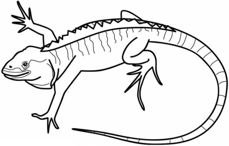 800x511 Cartoon Iguana Coloring Page Free Printable Pages For 7