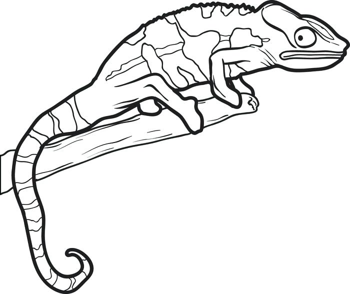 700x588 Lizard Coloring Pictures Lizard Outline Drawing At Free