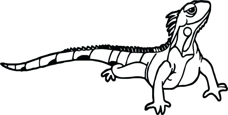 728x366 Iguana Color
