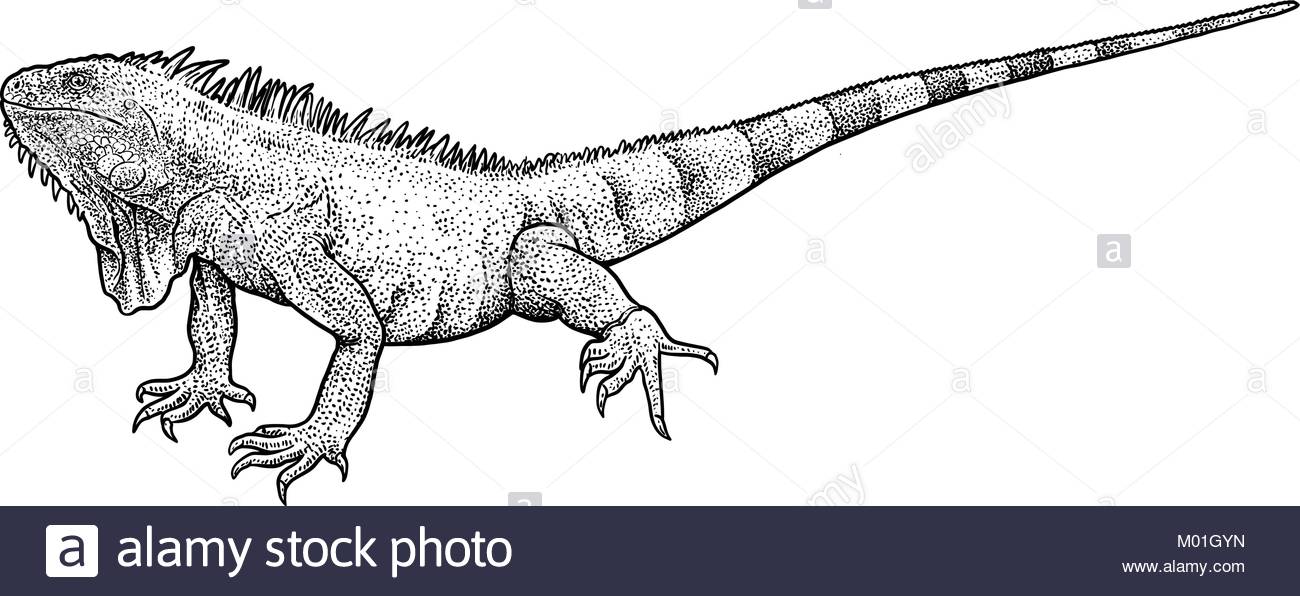 1300x596 Iguana Illustration, Drawing, Engraving, Ink, Line Art, Vector