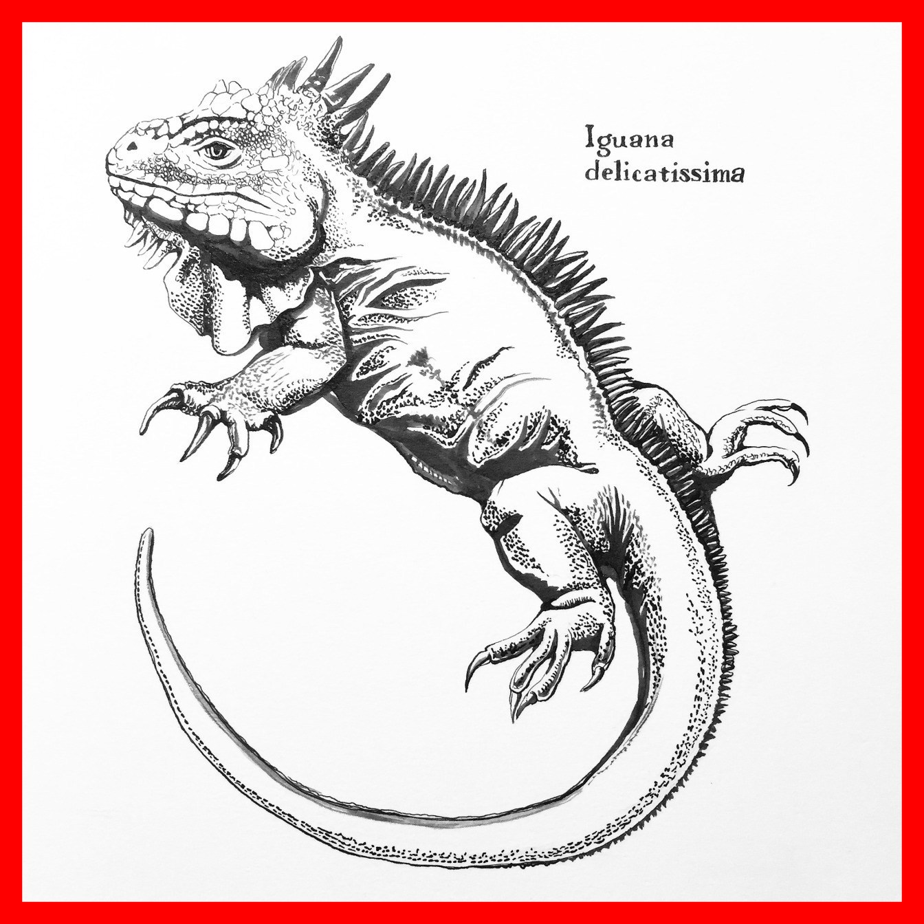 1344x1344 Inspiring Iguana Drawing At Getdrawings For Personal Use Pict
