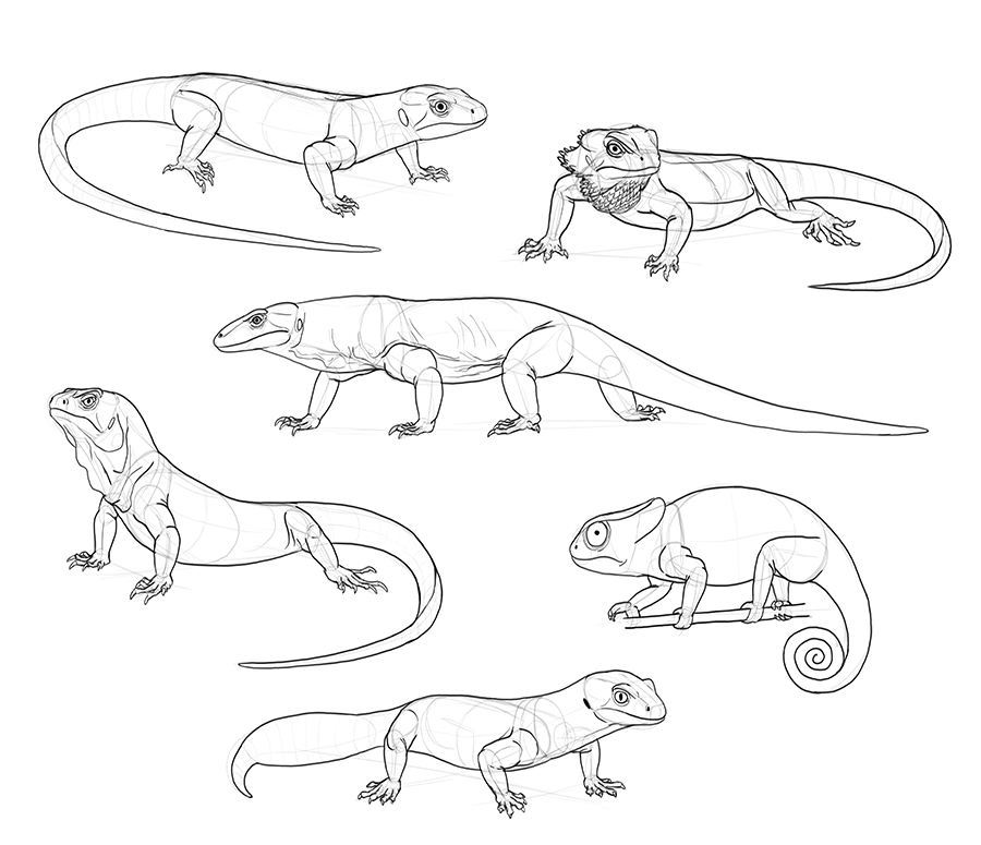 900x775 How To Draw Lizards (Aka Real Life Dragons)