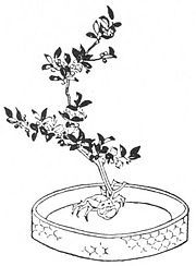 180x244 Japanese Flower Arrangement P090 1.jpg Japanese Floral