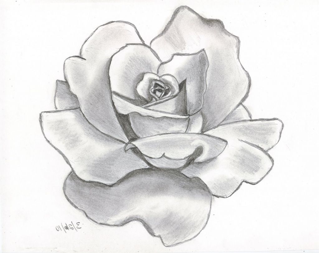 1024x811 Pencil Sketch Drawing Of Flowers