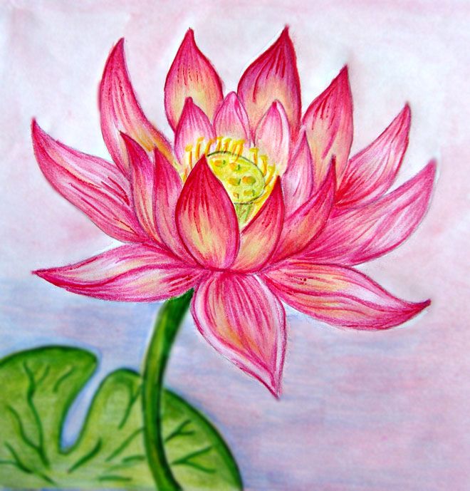 660x689 45 Beautiful Flower Drawings And Realistic Color Pencil Drawings