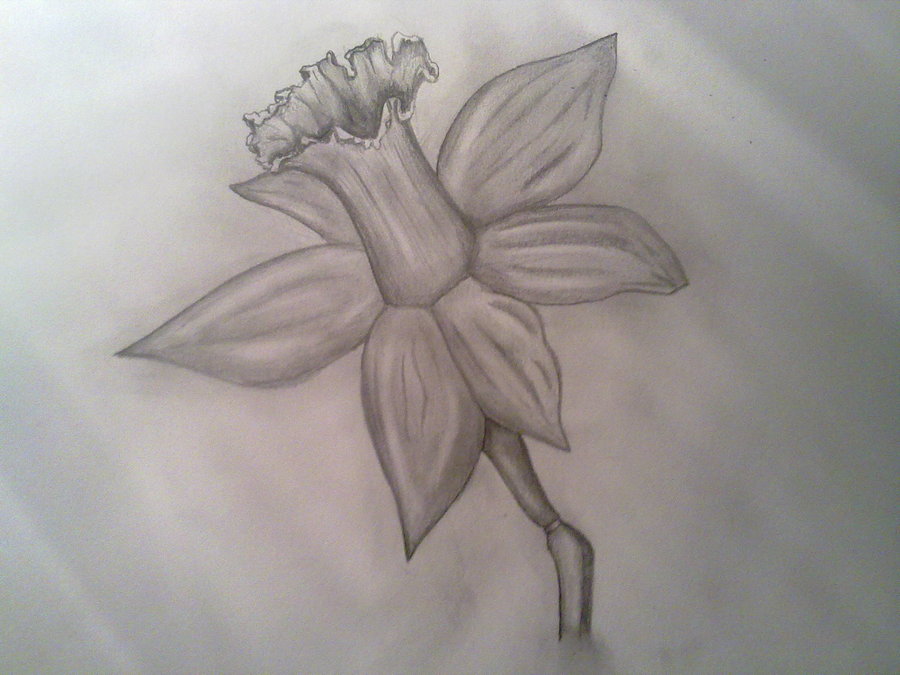 900x675 Pencil Drawings Pencil Drawings Flowers