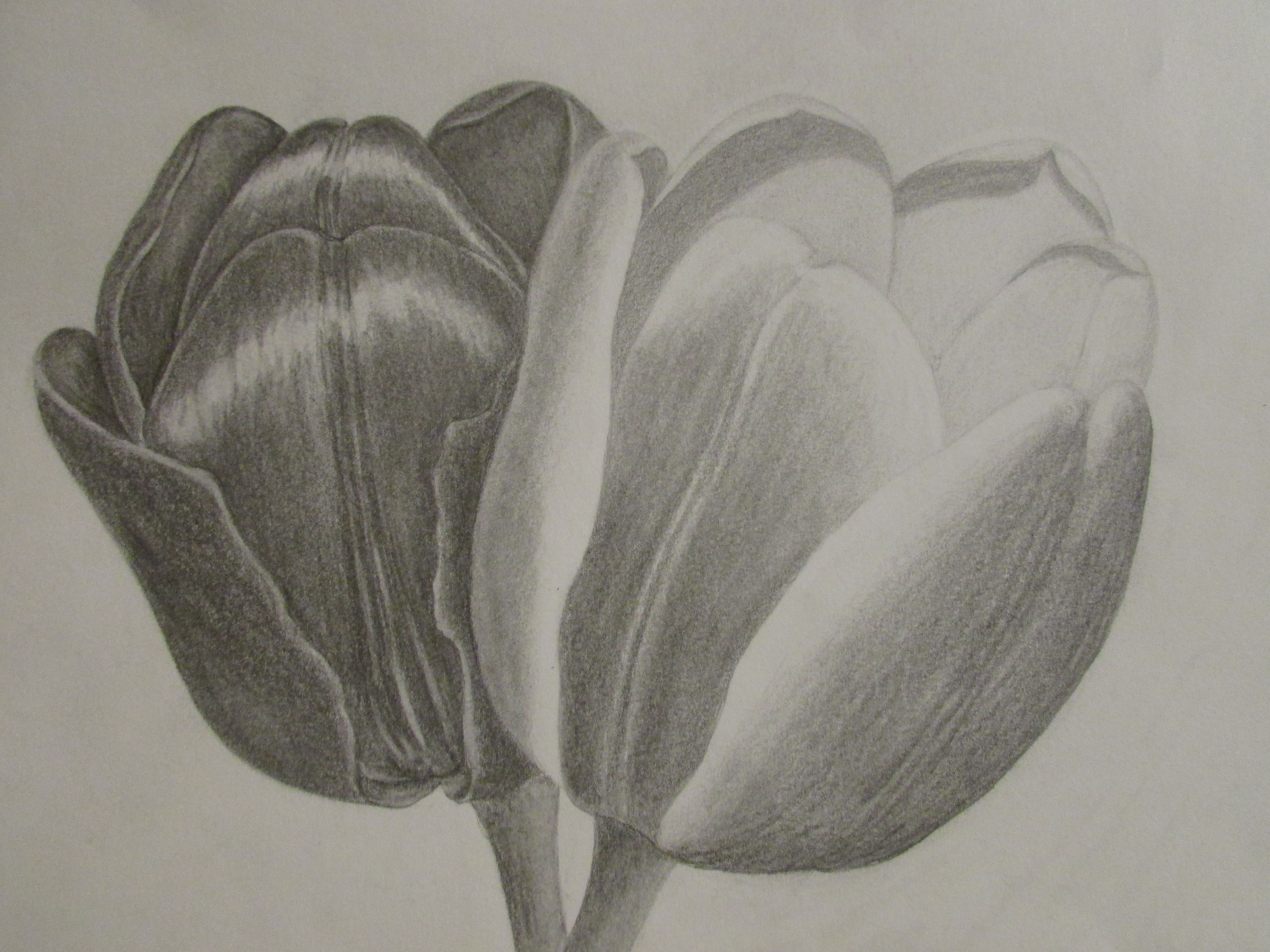 4608x3456 Pencil Shading Sketches Flowers Pencil Kpwms Art