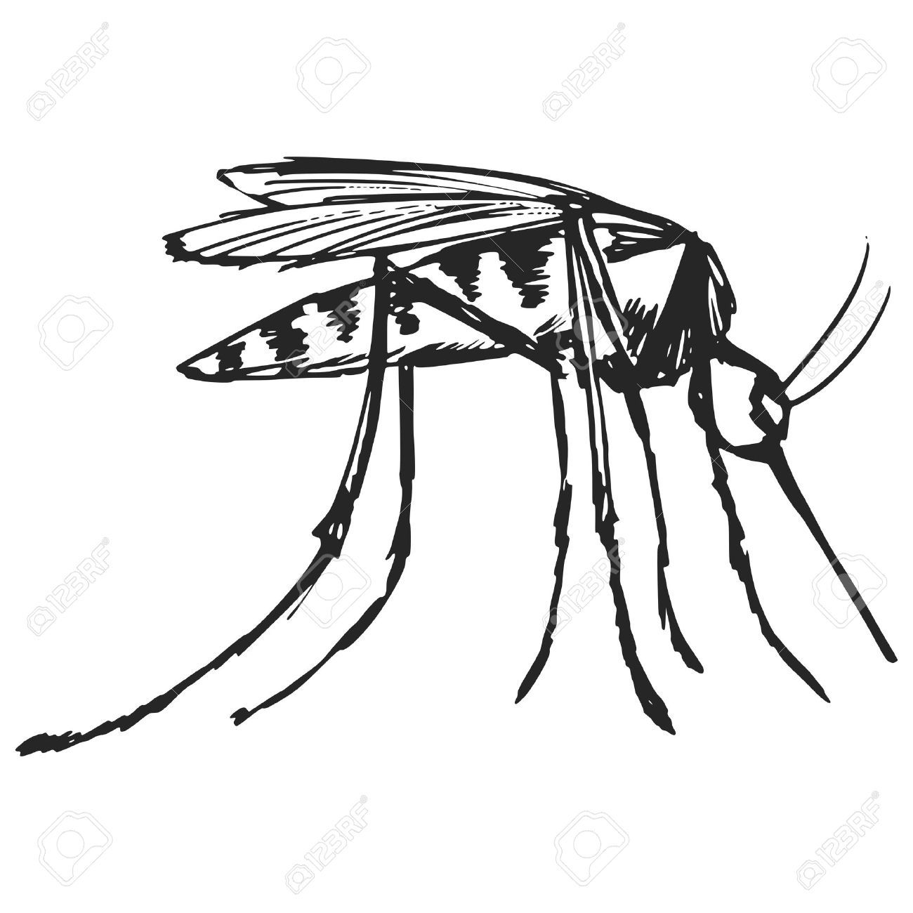 1300x1300 Hand Drawn, Sketch, Cartoon Illustration Of Mosquito Royalty Free