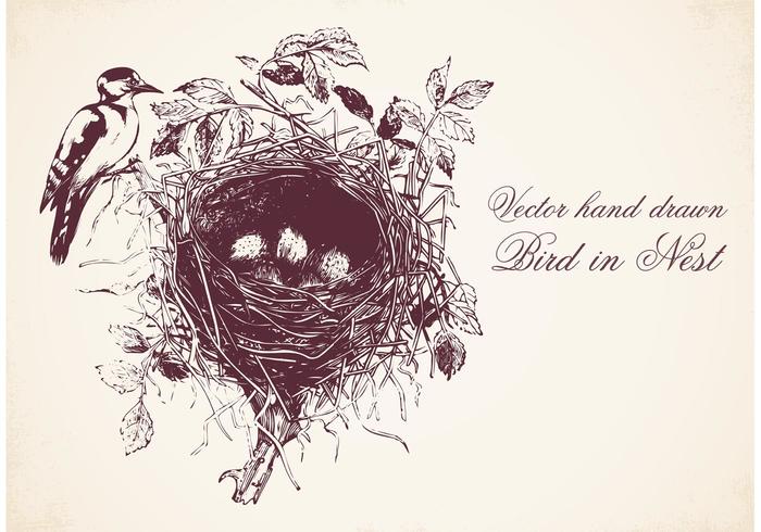 700x490 Hand Drawn Bird In Nest Vector