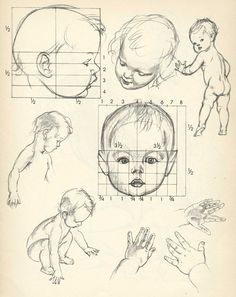 236x297 Proportions Of Children, Infant, And Baby Heads Reference Sheets
