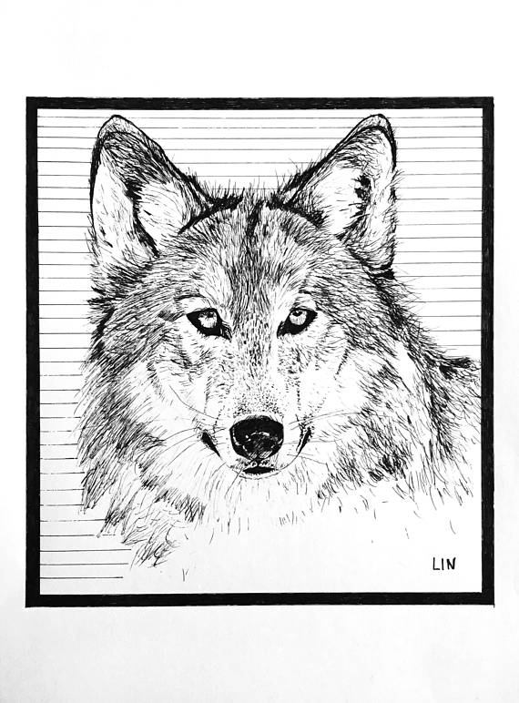 570x772 Prints Le Loup Ink Wolf Drawing