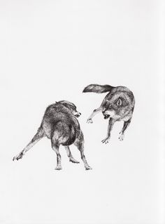 236x319 Wolf Lying Down Pencil Drawing Art Print Signed By Artist D J