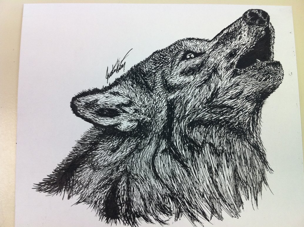 1034x772 Pen And Ink Wolf By Jckantz88