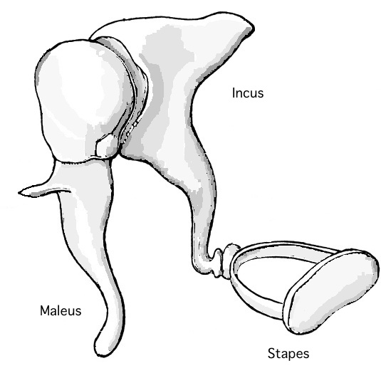 535x531 Hearing Loss