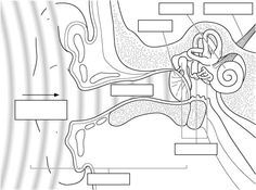 236x175 Labelling The Ear