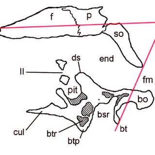 320x320 Left Inner Ear Of Murusraptor (Mcf Pvph 411) Line Drawing Based