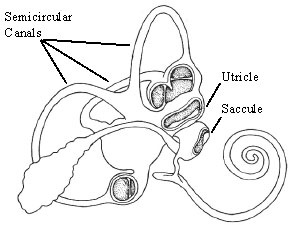 300x225 An Inner Ear Hair Cell Model And Visualization Of Its Deflection