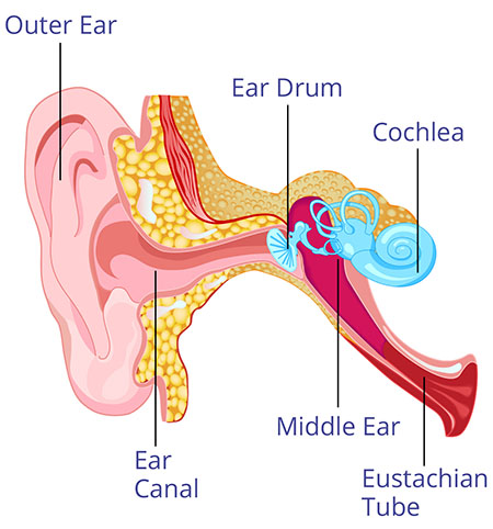 Inner Ear Drawing at GetDrawings | Free download