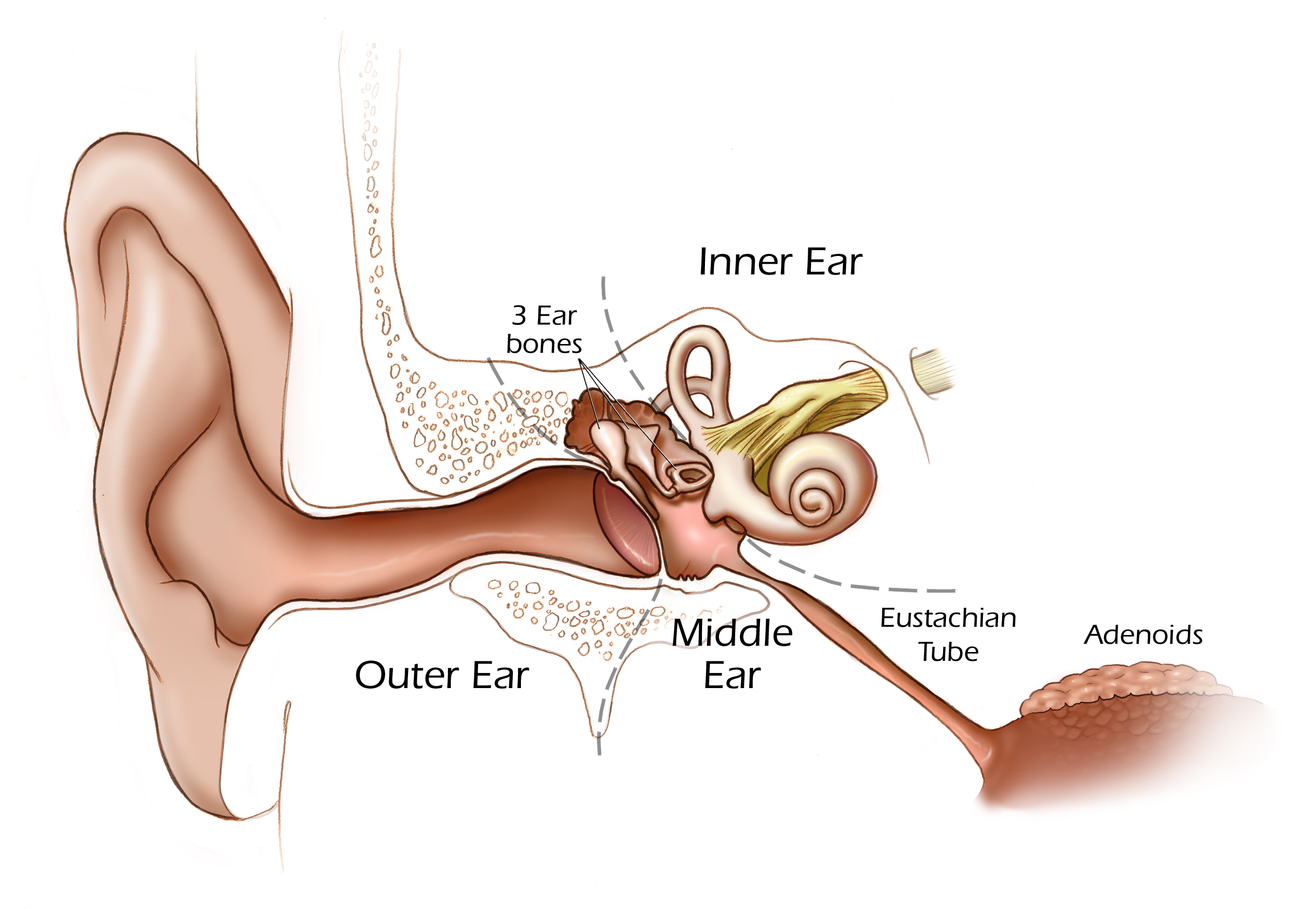 2703x1868 Ear Pain