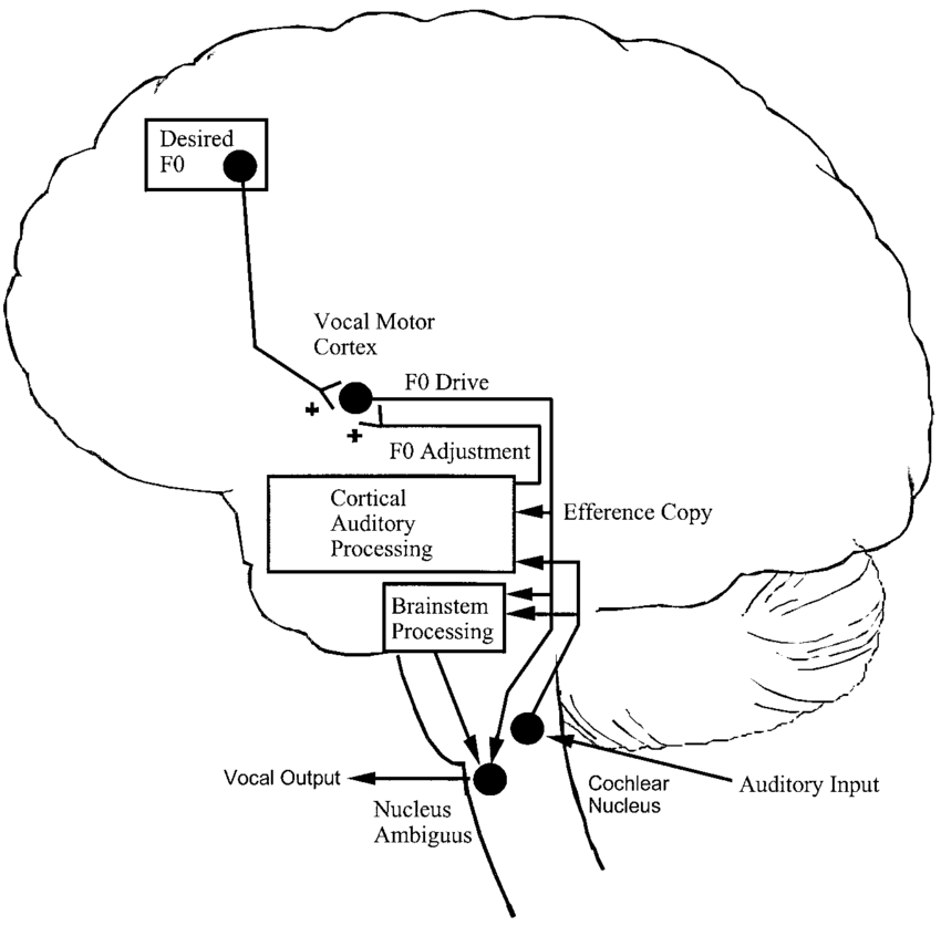 850x837 The Auditory Input And Vocal Motor Output Signal Flow Superimposed