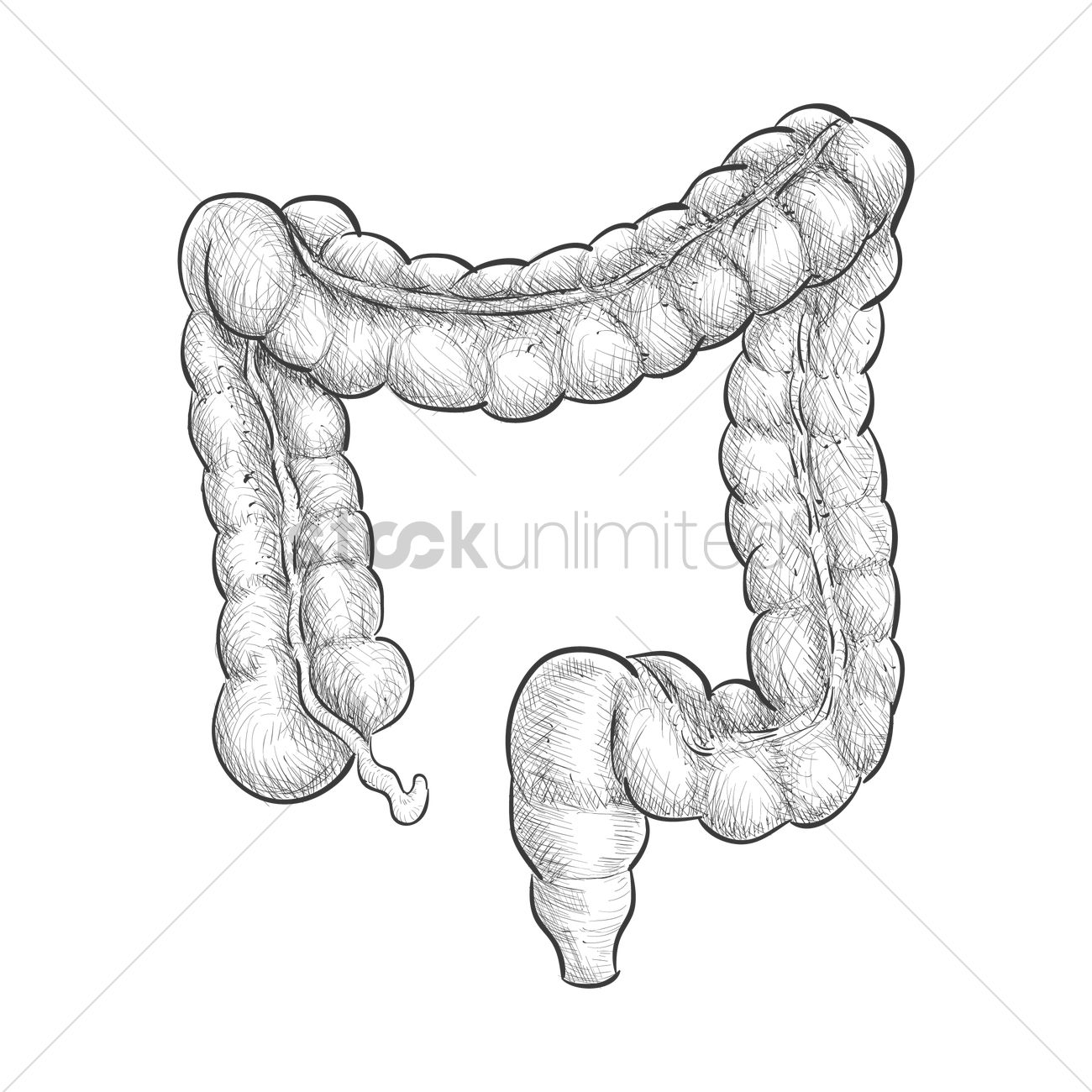 1300x1300 Intestine Vector Image