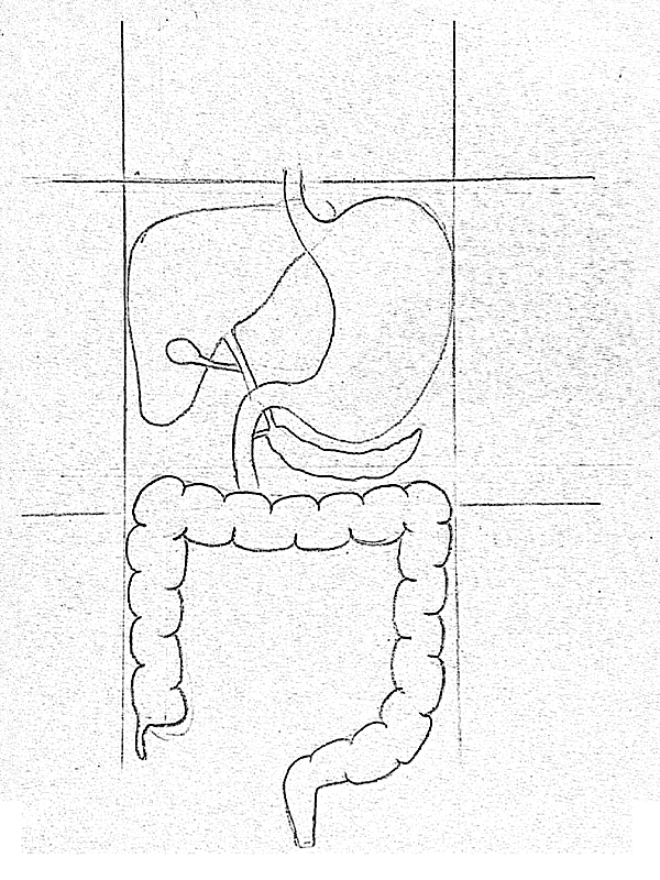 600x800 Draw It Neat How To Draw Human Digestive System