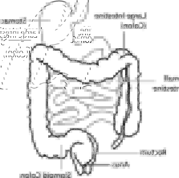 595x590 Diagram, Drawing, Medical, Peptic, Health, System, Scheme