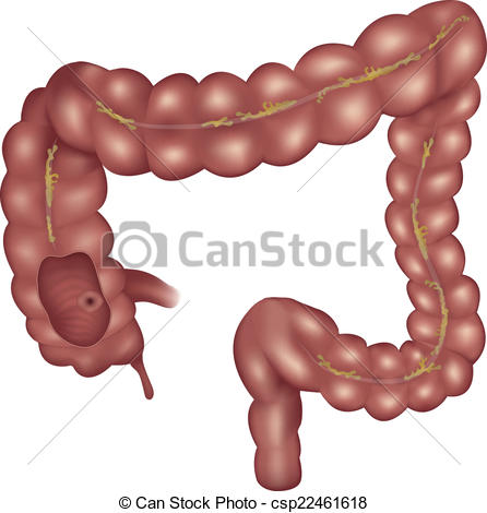 446x470 Large Intestine Anatomy Illustration On A White Background