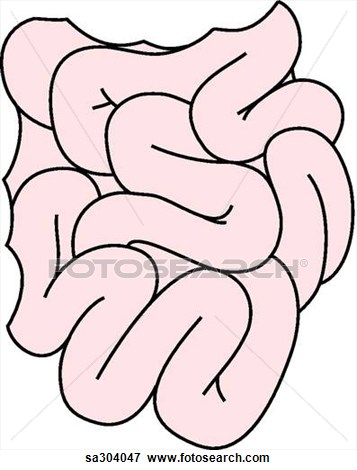 357x470 Small Intestine Clipart