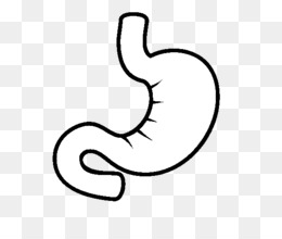 260x220 Free Download Stomach Drawing Small Intestine Organ