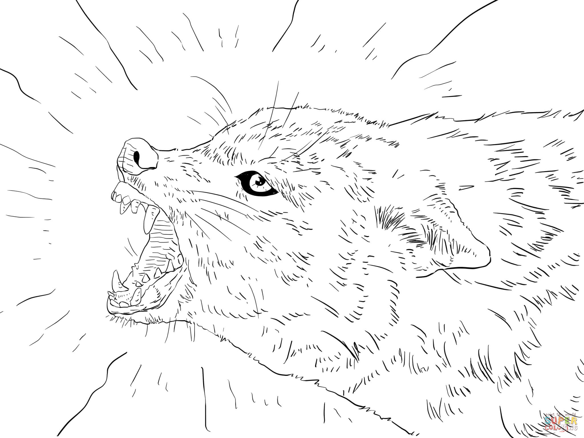 2048x1536 Jackal Clipart Sketch