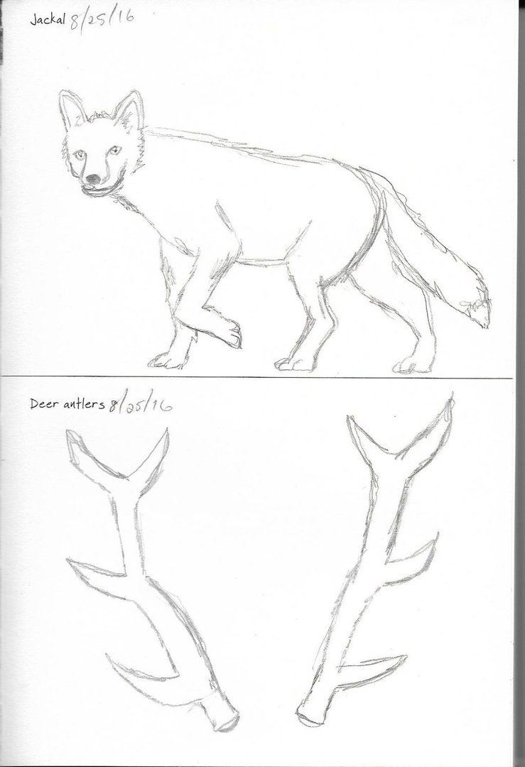 739x1080 Jackal And Deer Antlers By Animaniac21285