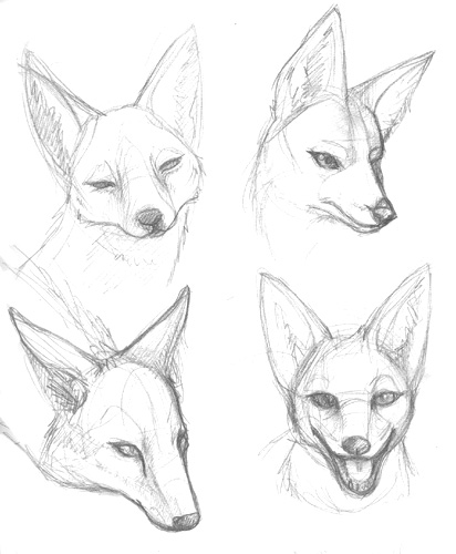412x500 Collection Of Jackal Face Drawing High Quality, Free
