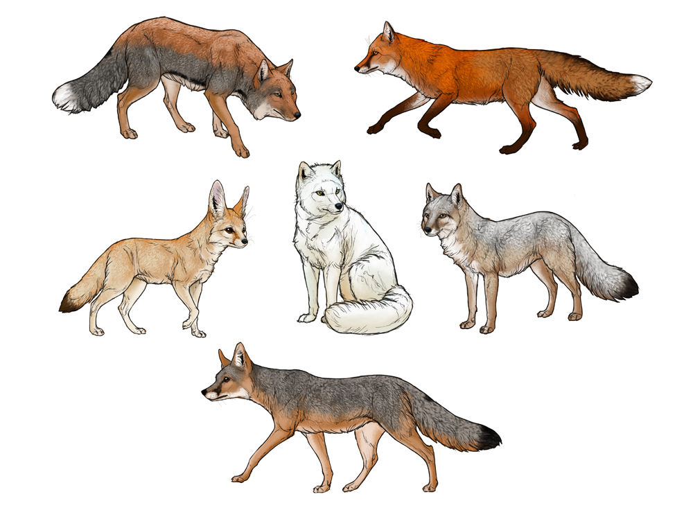 1000x749 How To Draw A Fox Step By Step