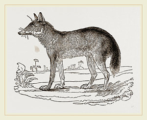 300x245 Jackal Drawings Fine Art America