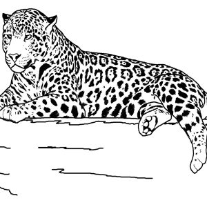 Jaguar Outline Drawing at GetDrawings | Free download