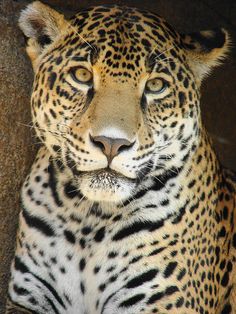 236x314 How To Draw Jaguar Step By Step