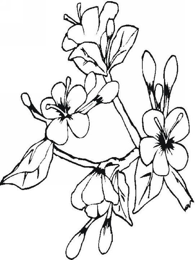 648x864 Coloring Japanese Cherry Blossom Coloring Pages With Cherry