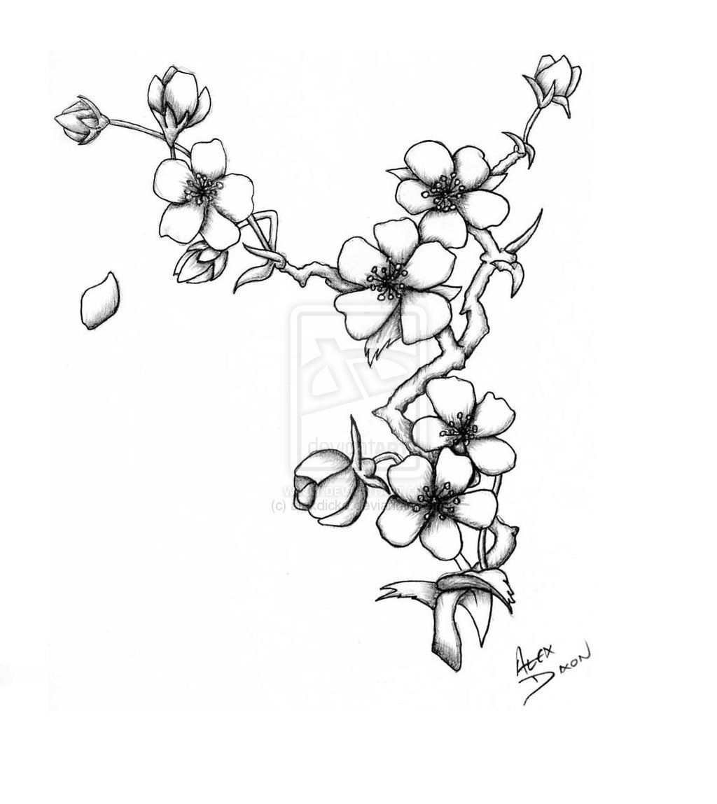 1024x1149 Japanese Cherry Blossom Sketch Cherry Japanese Blossom Drawing