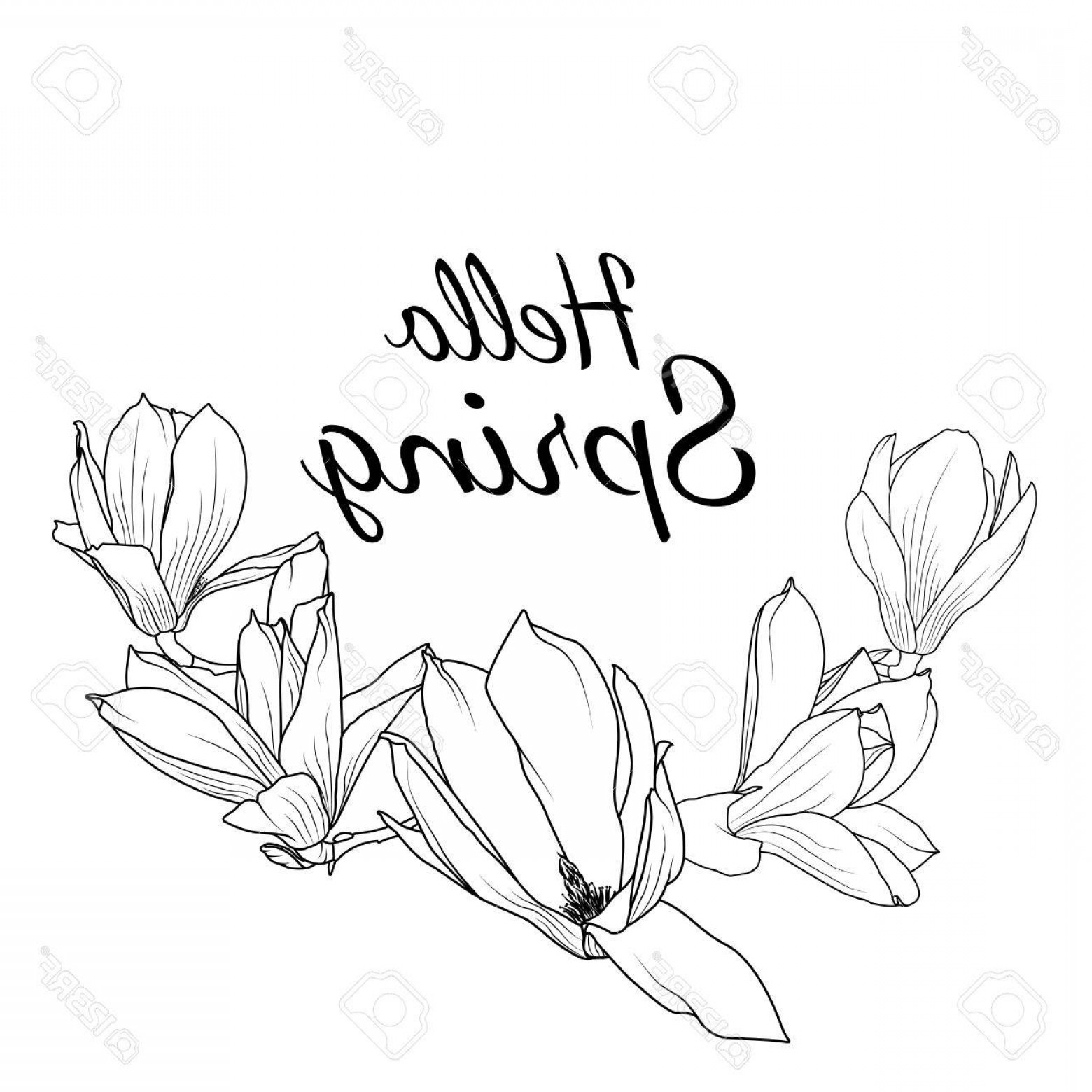 1560x1560 Photostock Vector Magnolia Sakura Japanese Cherry Blossom Isolated