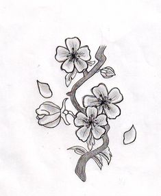 235x286 Cherry Blossom Drawing Images