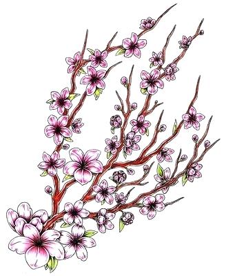 328x400 Japanese Cherry Blossom Drawing Cherry Blossom Drawing Cherry