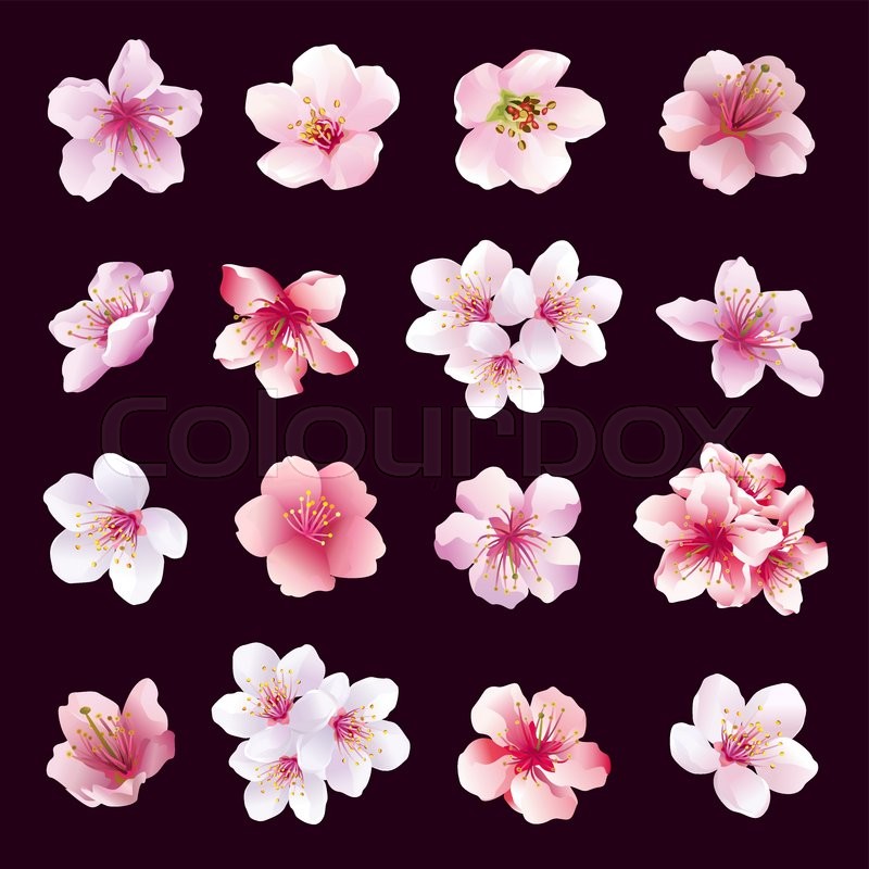 800x800 Set Of Different Beautiful Cherry Tree Flowers Isolated On Black